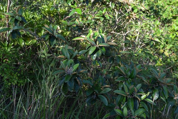Miconia albicans