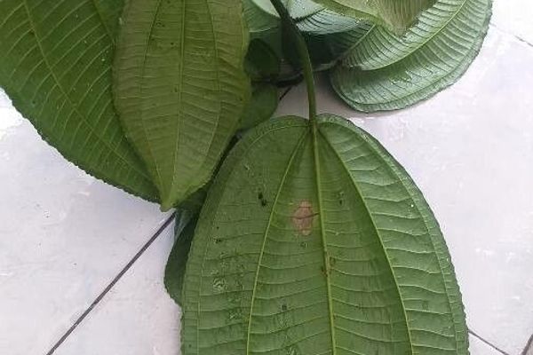 Miconia