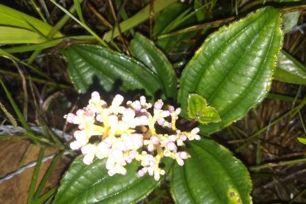 Miconia ciliata