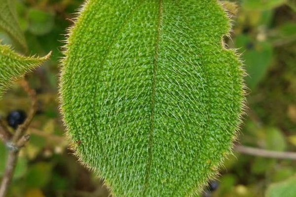 Miconia dependens