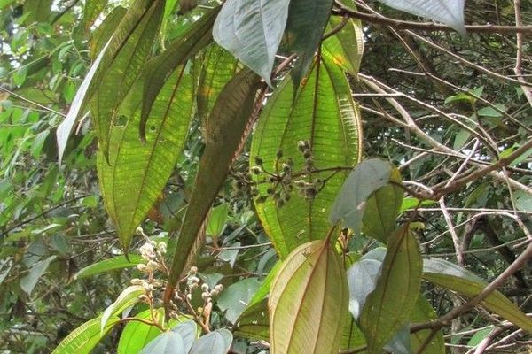 Miconia dodecandra