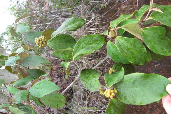 Miconia holosericea