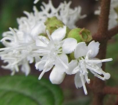 Miconia ibaguensis