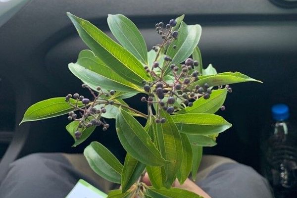 Miconia ligustroides