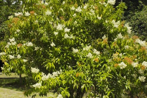Miconia longifolia