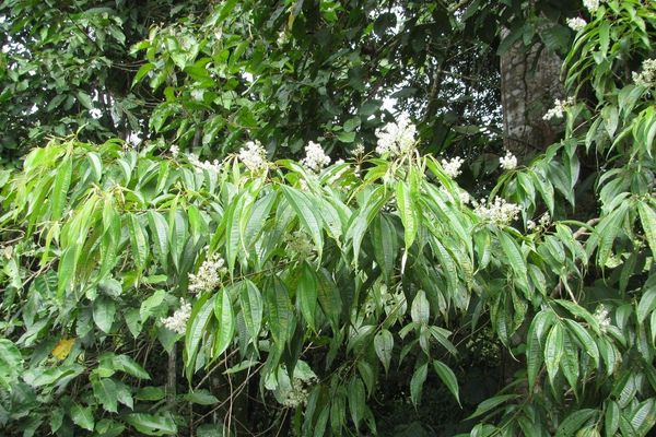 Miconia minutiflora