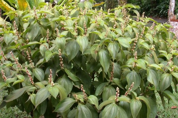 Miconia nervosa