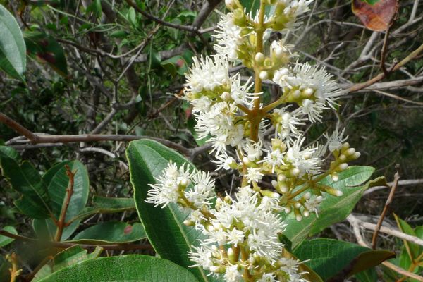 Miconia rubiginosa