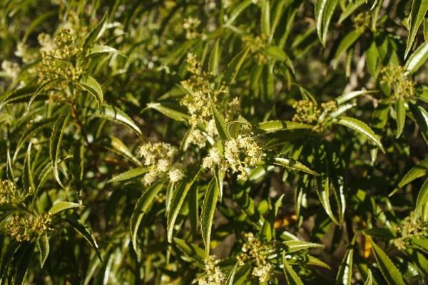 Miconia sellowiana