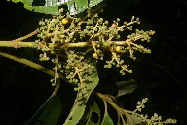 Miconia theizans