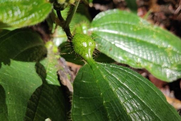 Miconia tococa
