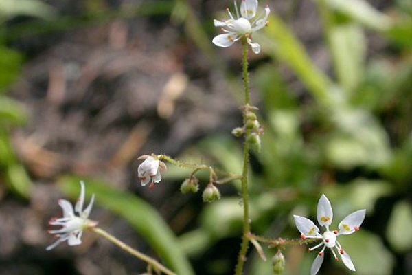Russethair saxifrage
