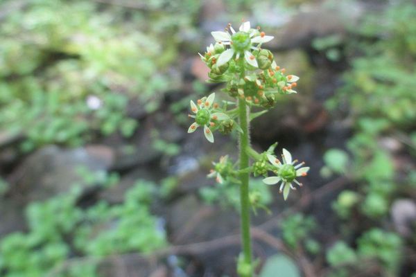 Pennsylvania saxifrage