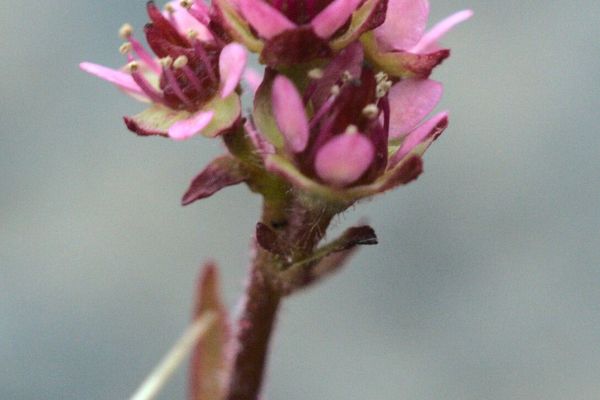 Ottertail pass saxifrage