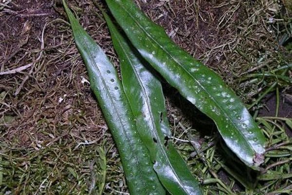 Microgramma percussa