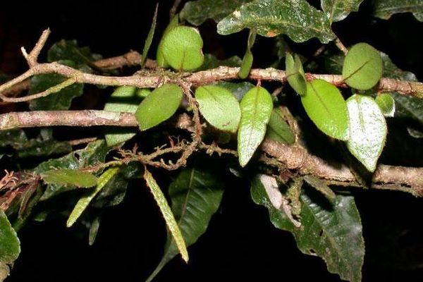 Microgramma reptans