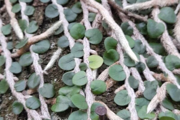 Microgramma vacciniifolia