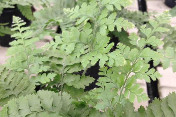 Limpleaf fern