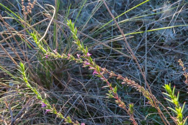 Micromeria graeca
