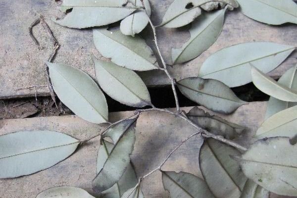 Wild balata