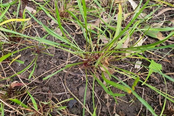 Native dandelion