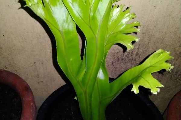 Microsorum punctatum