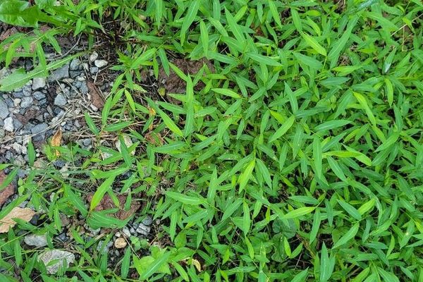 Chinese packing grass