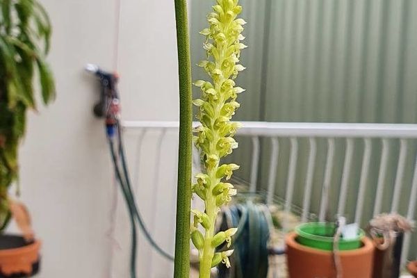 Microtis unifolia