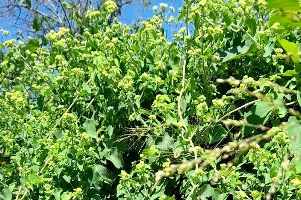 Florida keys hempvine