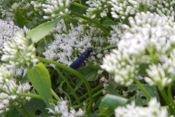 Climbing hempvine