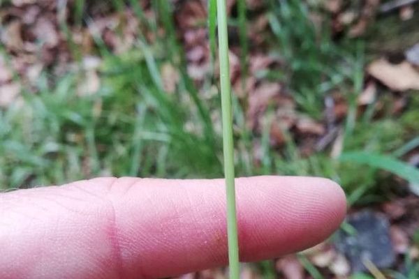 Wood millet