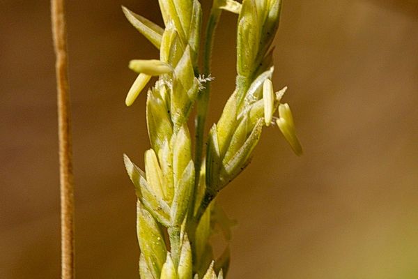 Spring milletgrass