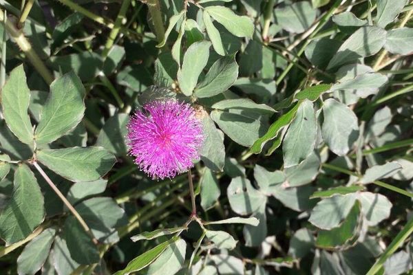 Mimosa albida