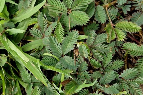 Sensitive-plant