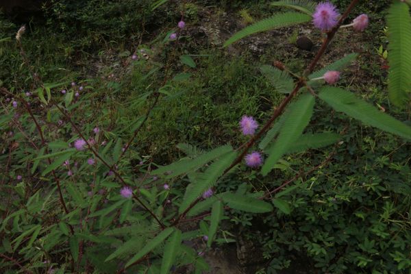 Mimosa xanthocentra