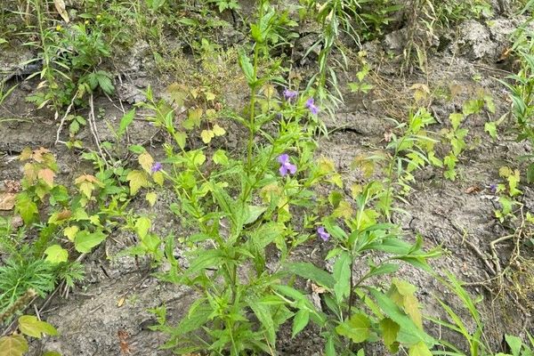 Allegheny monkey-flower