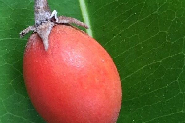 Medlar