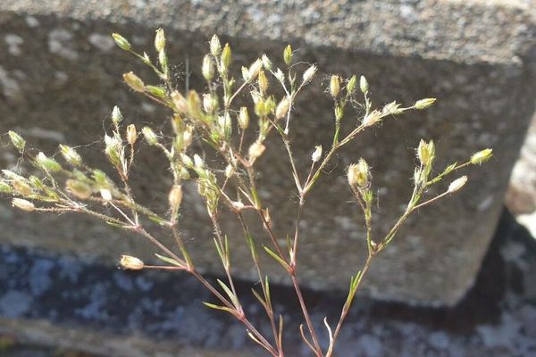Fine-leaf sandwort