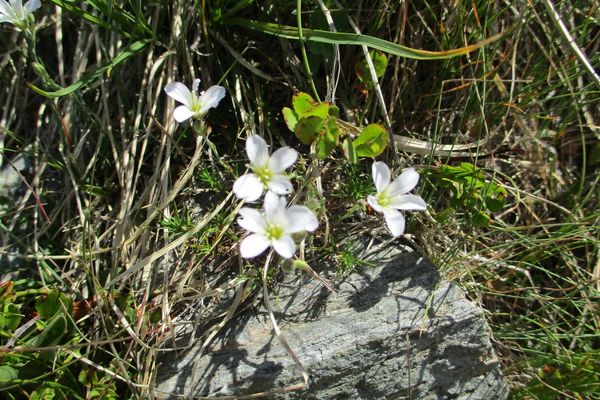 Minuartia laricifolia