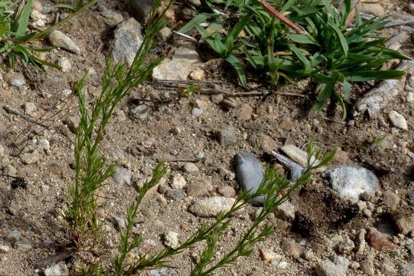 Minuartia mucronata