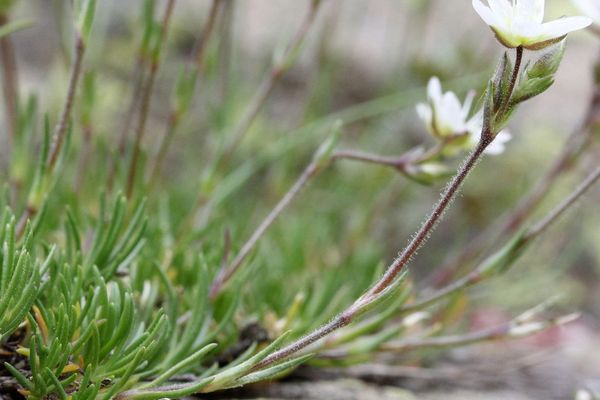 Recurved sandwort