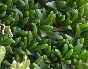 Dwarf cherleria