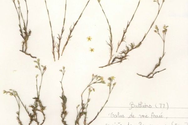 Minuartia setacea