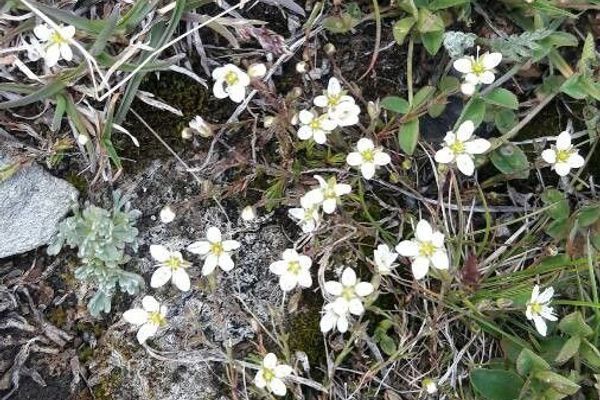 Spring sandwort