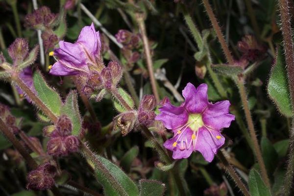 Desert wishbone-bush