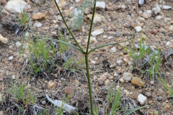 Narrowleaf four o'clock