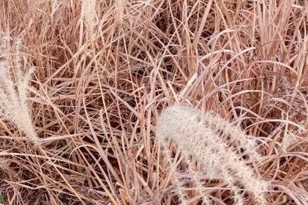 Miscanthus