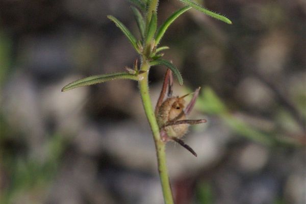 Corn snapdragon