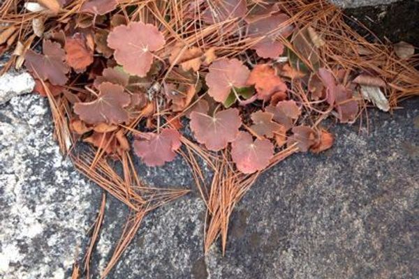 Naked miterwort