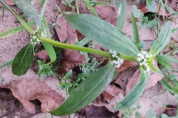 Small squareweed